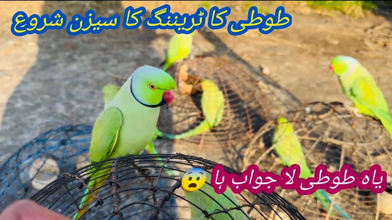 Green parrot training video | home breeding parrot 🦜￼#parrotvideo #parrot #vilogpigeon #birds 