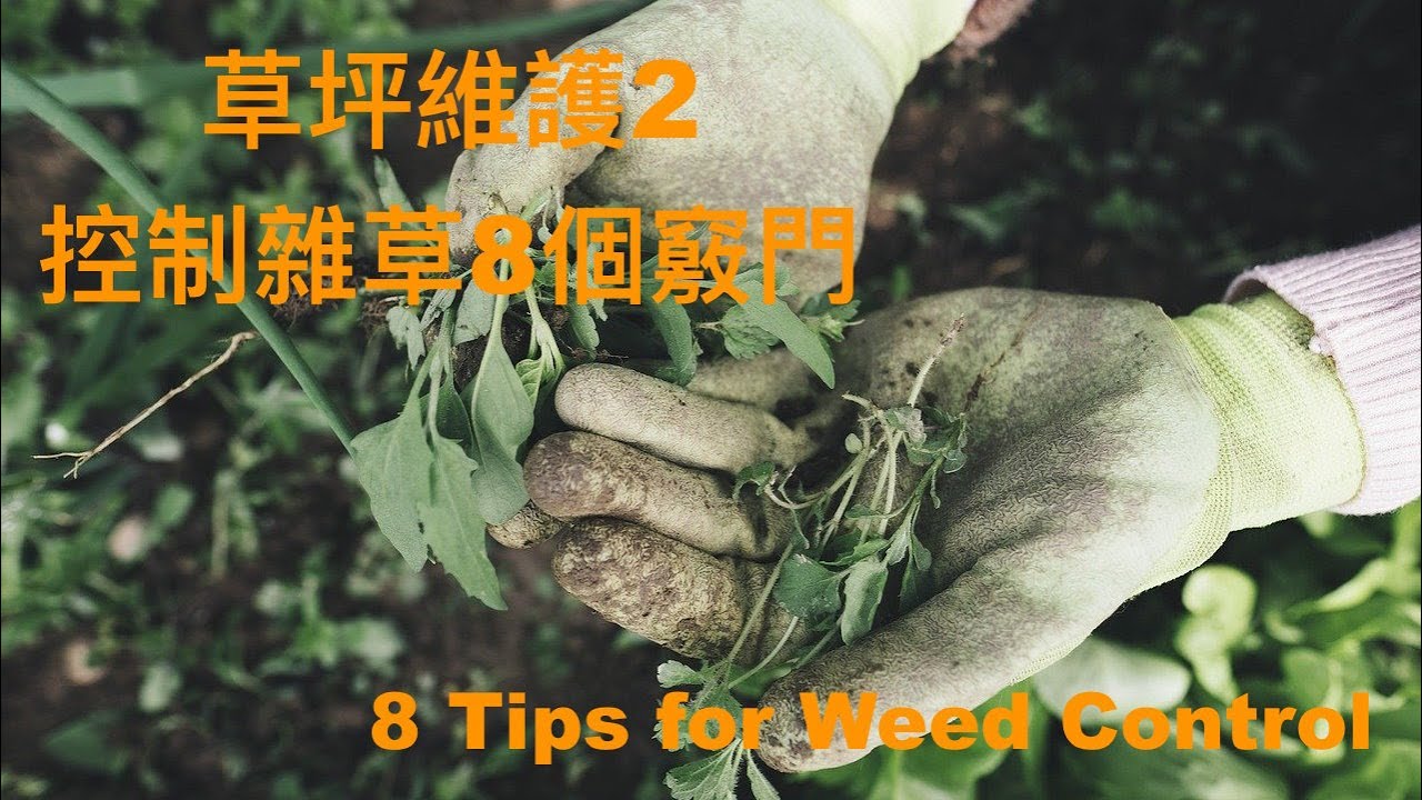 草坪維護(2)：控制雜草的8個竅門 Lawn Maintenance (2): 8 Tips to Control Weeds in Your Yard
