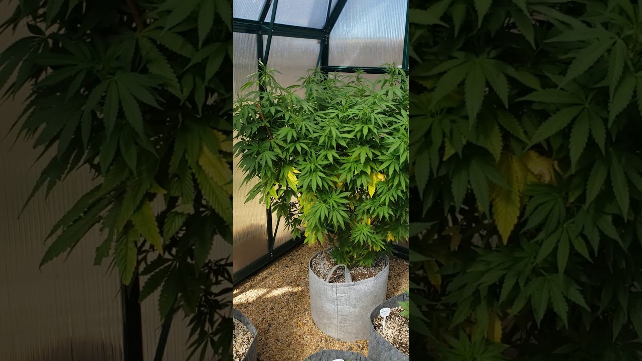 Legal Colorado cannabis greenhouse