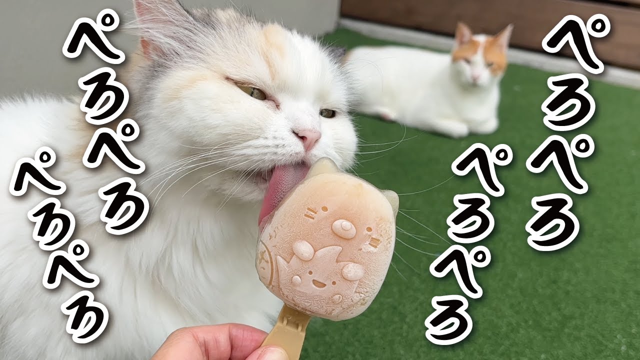 夏バテしている猫にちゅーるアイスをプレゼントしました！【関西弁でしゃべる猫】【猫アテレコ】