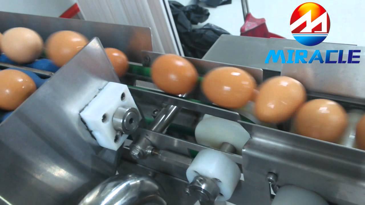 Egg feeder, washer, dryer, breaker and separator plant, egg liquid processing line