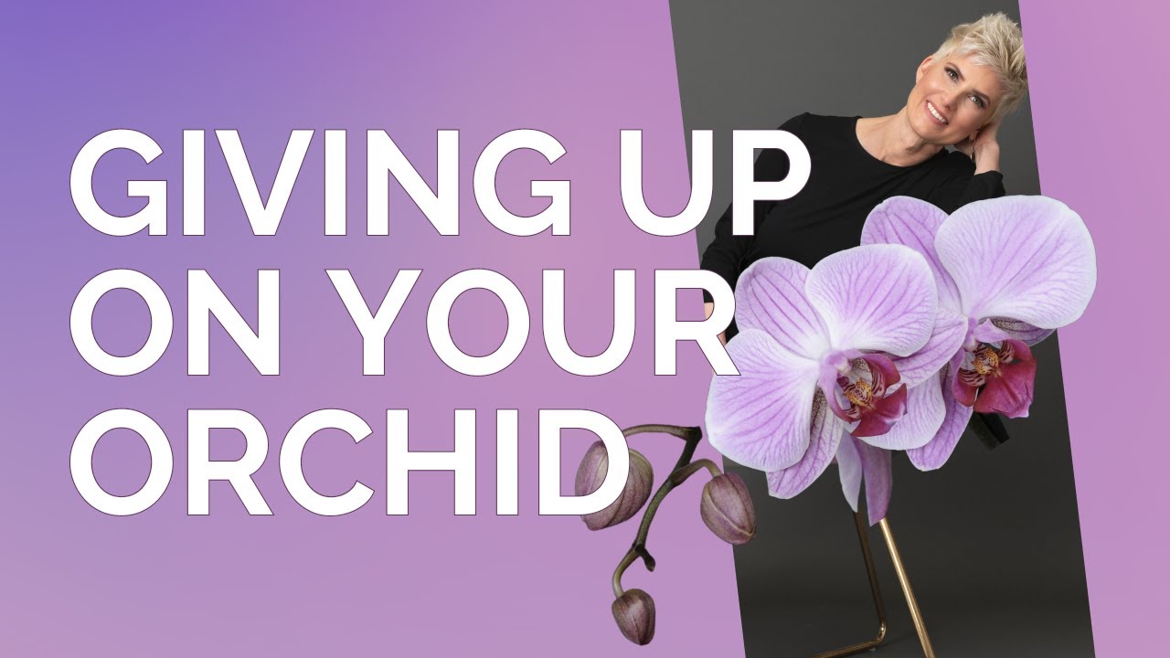 Giving Up On an Orchid