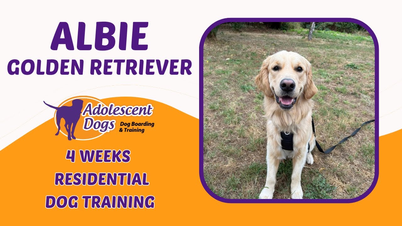 Albie the Golden Retriever | 4 Weeks Residential Dog Training