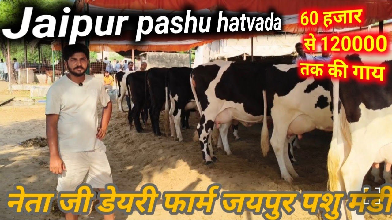 शानदार दुधारू गाय खरीदे 13 | जयपुर पशु मंडी शानदार गाय | नेताजी डेरी फार्म / jaipur Pashu hatwada 
