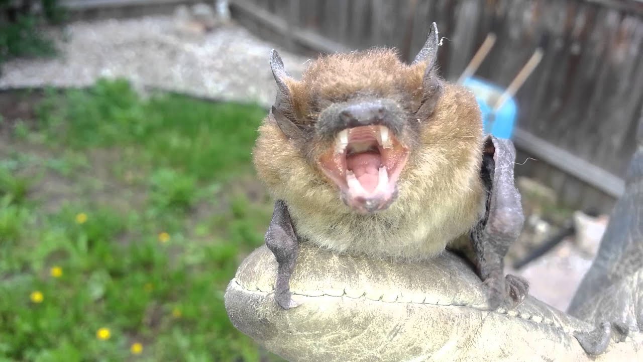 Brown Bat Lets Out a Big Yawn
