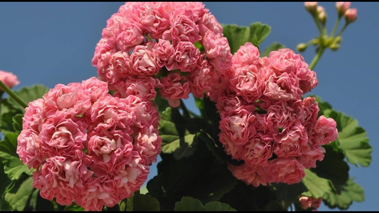 РАЗБУДИТЕ ГЕРАНЬ ВЕСНОЙ и она ВМИГ ЗАЦВЕТЕТ, нарастит много цветоносов и крупные бутоны!