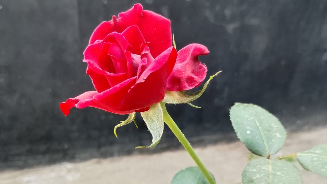 Sharmin Vlog is live!আসো বন্ধুরা গল্প করি সবাই