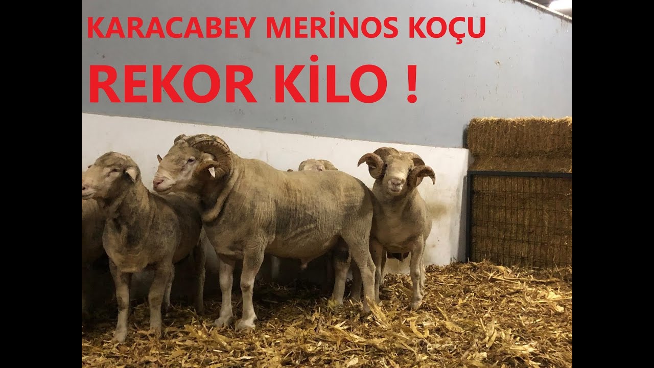 Karacabey Merinos Koçunun Özellikleri