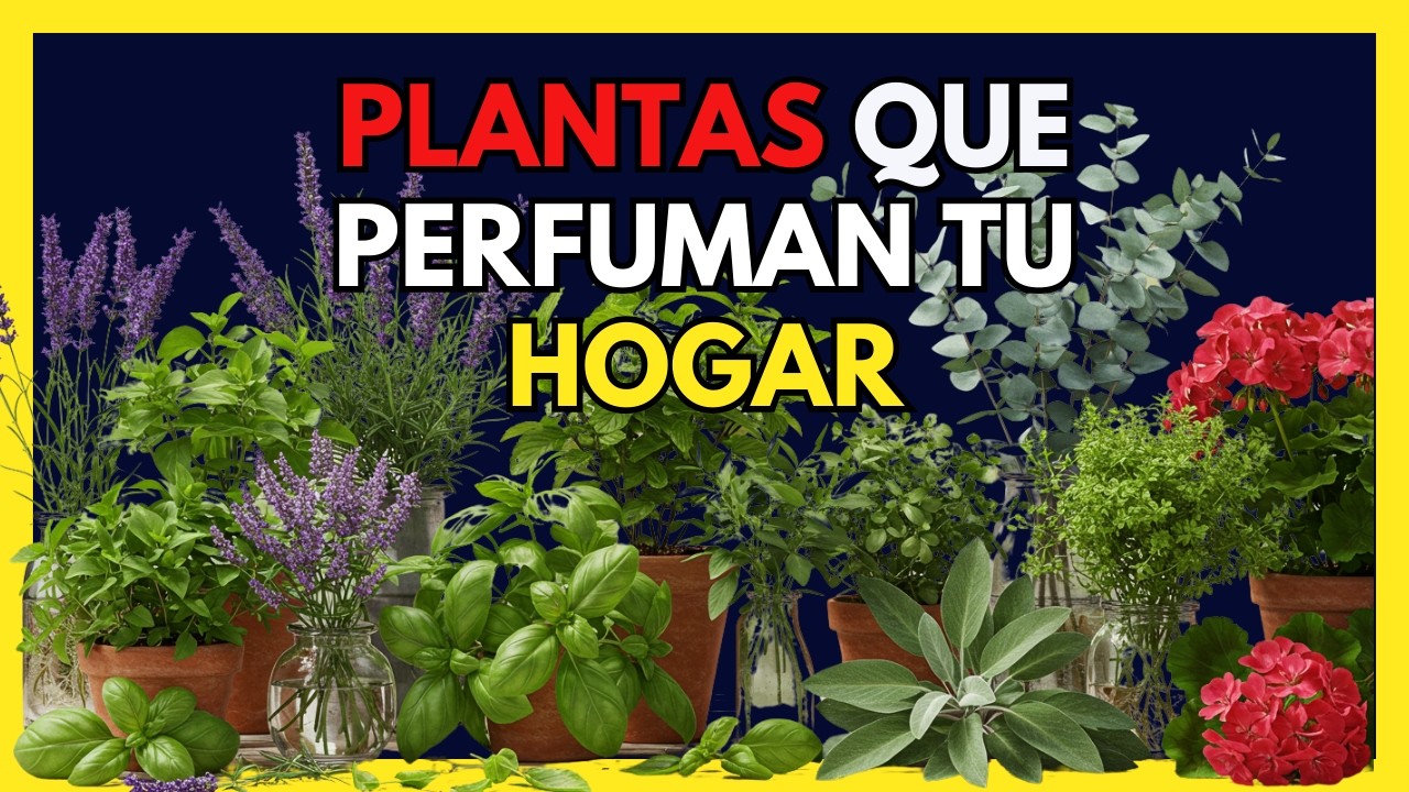 PERFUMA tu HOGAR con estas 10 PLANTAS AROM&Aacute;TICAS