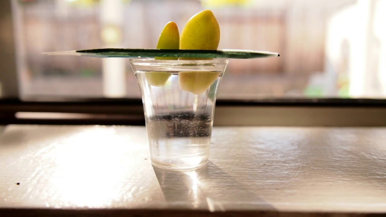 How to Speed Up Succulent Propagation PART 1