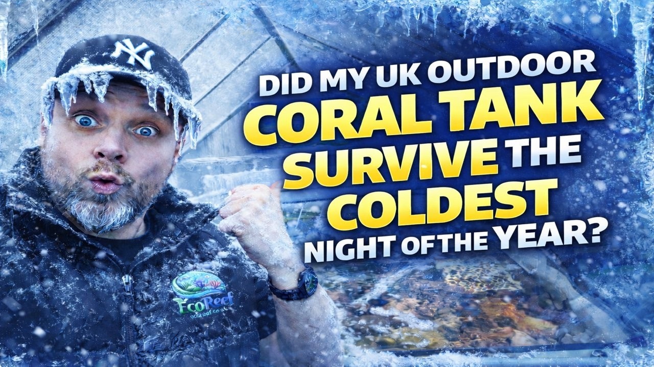 Did My UK Outdoor Coral Tank Survive the Coldest Night of the Year