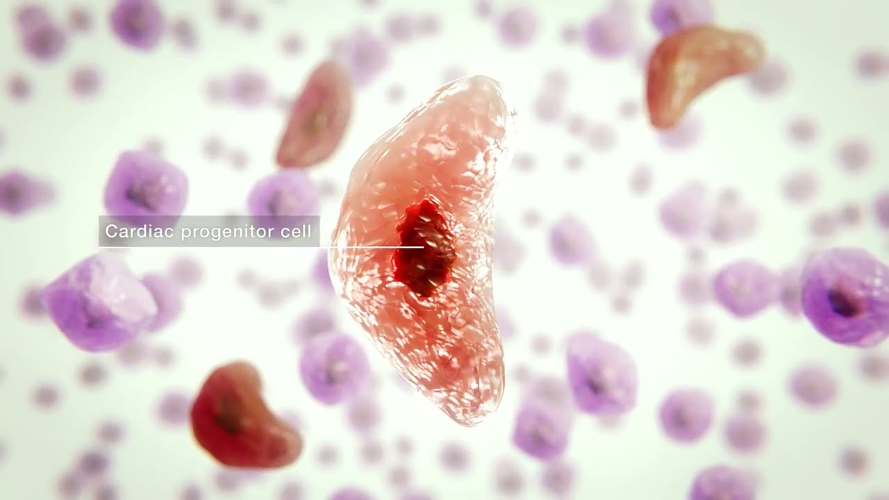 New muscle for failing hearts