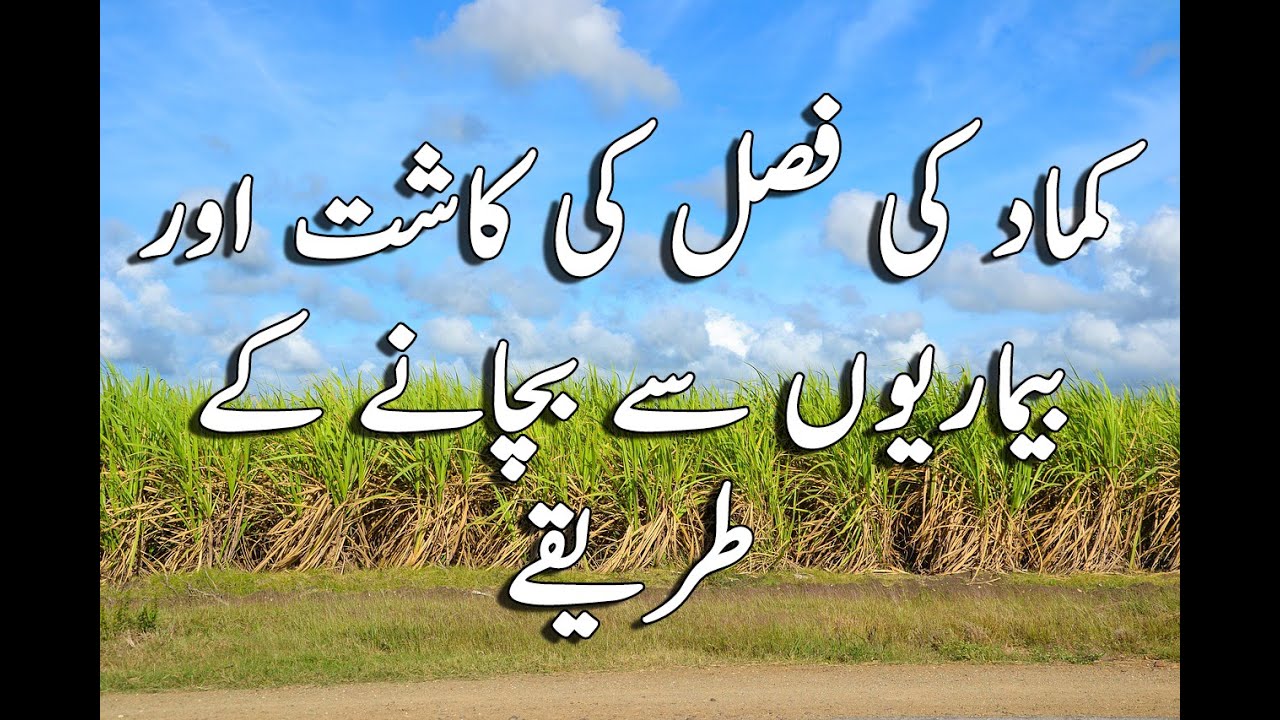 How to do Seed Treatment for Sugar cane |SUGAR CANE|