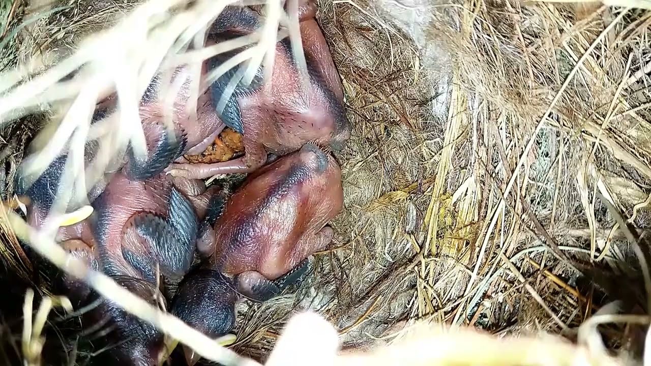 Sparrow chick emiting undigested food