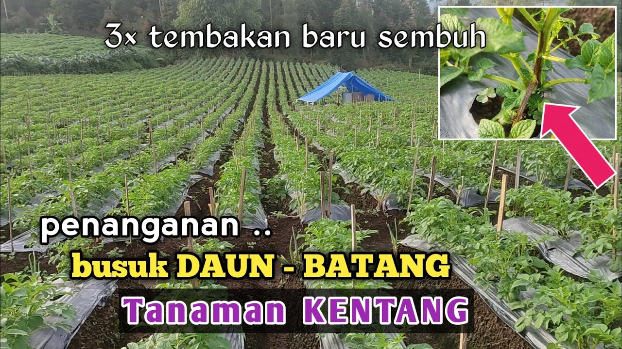 Penanganan BUSUK DAUN BUSUK BATANG Tanaman KENTANG yang membandel Usia Dini