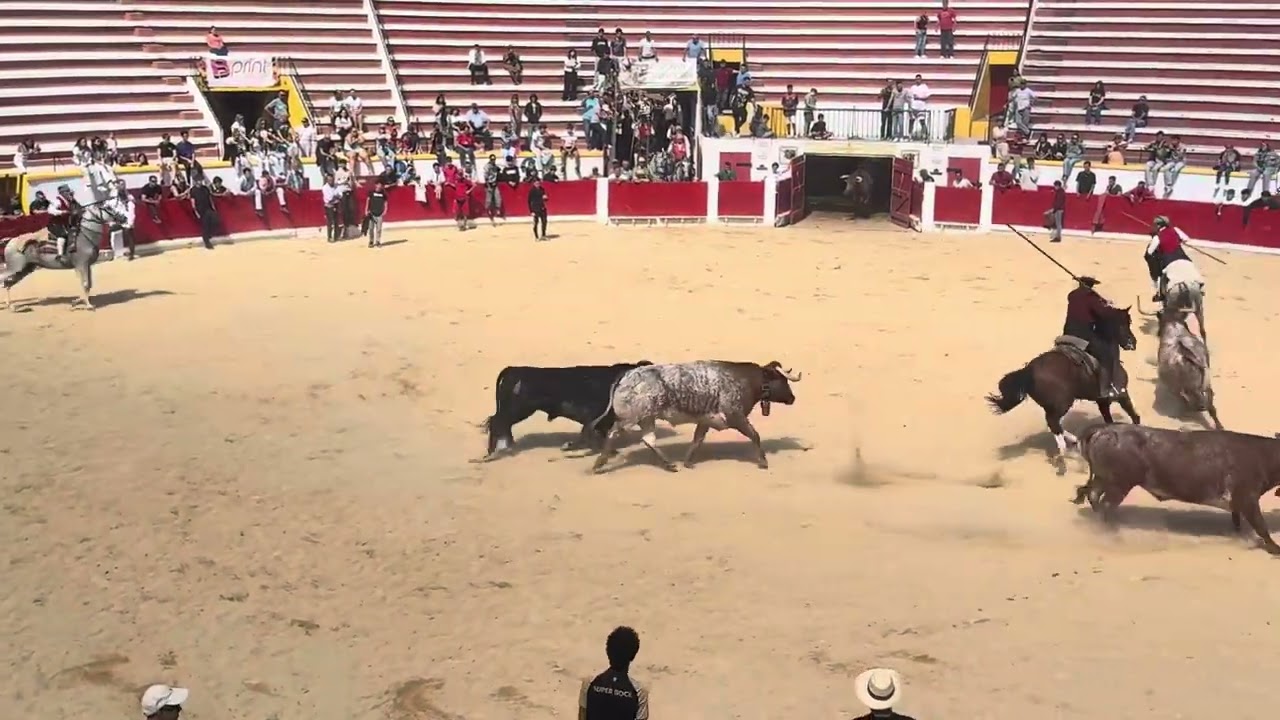 🐂 Encerro a Cavalo – Praça da Moita