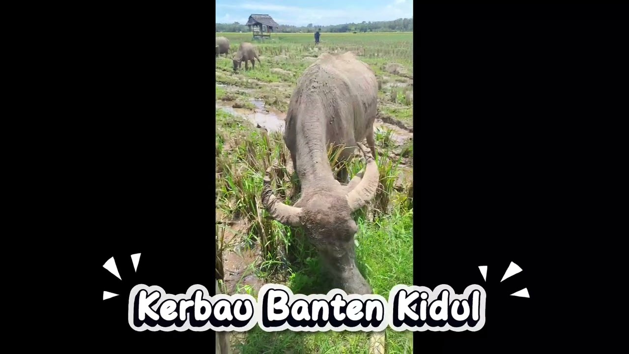 Kerbau diBanten Kidul @Sobat_Animal-89