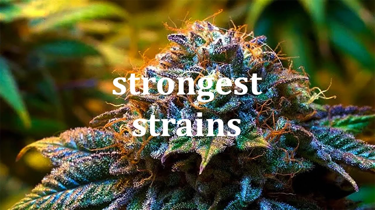 Top 7 Strongest Strains of 2021