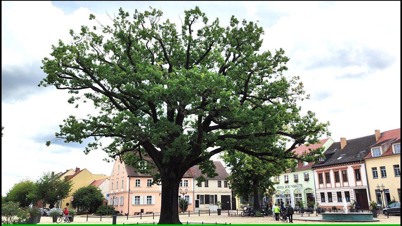 Erkundung der Altstadt von Werder mit Windmühle, Fischerviertel, historischem Marktplatz(4 k, 2024)