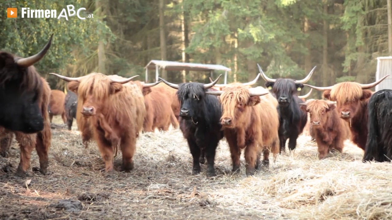 Bioladen Bezirk Horn: Gut Starrein in Weitersfeld - Hofladen, Bioprodukte, Ferienwohnung