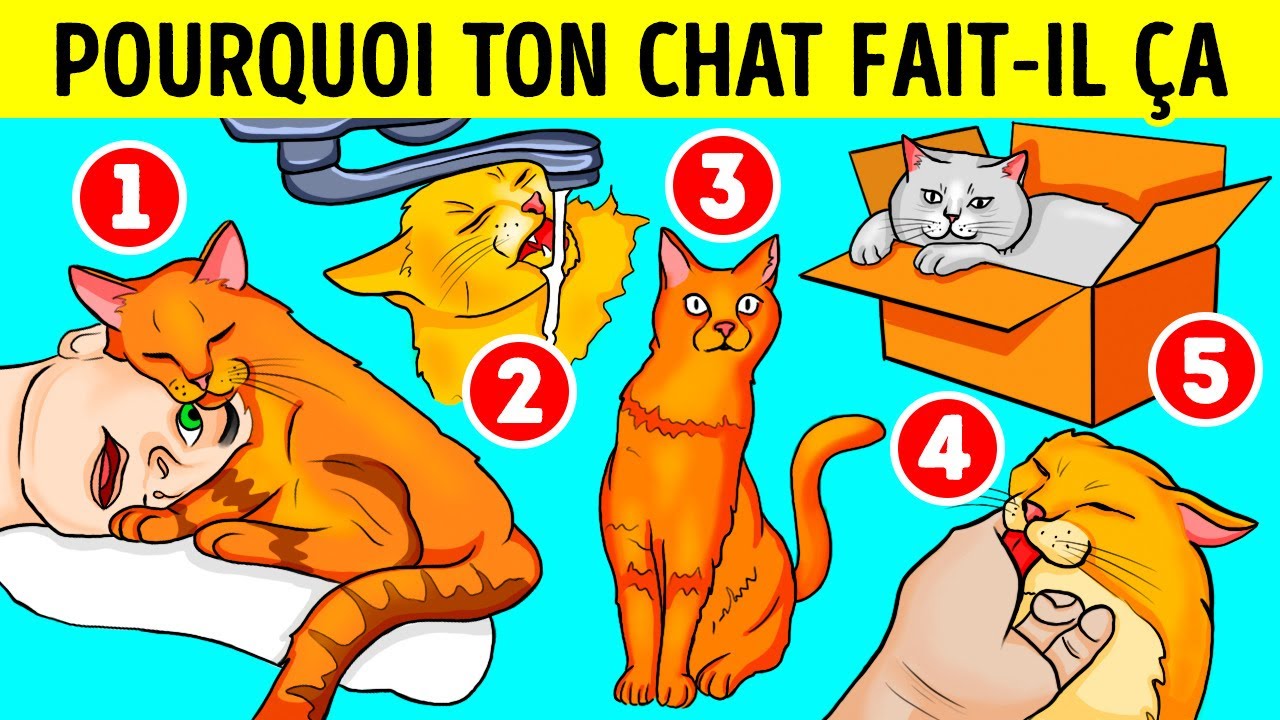 Voilà Pourquoi Ton Chat Aime Les Éviers Et Les Boîtes