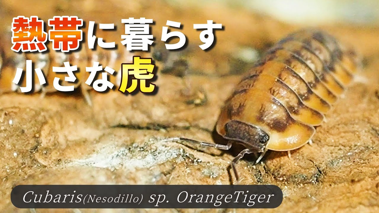 東南アジアの激シブダンゴムシ「オレンジタイガー」の生態と飼育方法を紹介します【ワラダン】