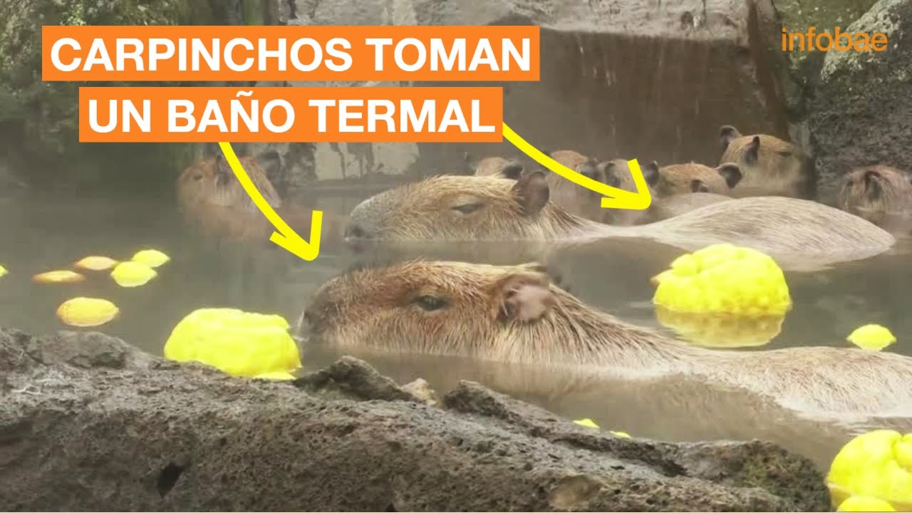 CARPINCHOS TOMAN UN BAÑO TERMAL EN UN ZOO JAPONÉS