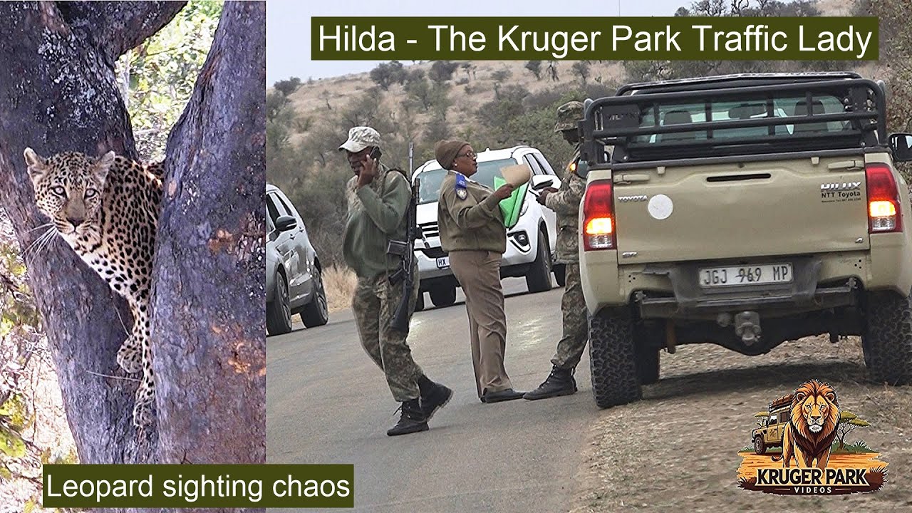 Meet Hilda the SataraTraffic Lady at Leopard Sighting Chaos in Kruger Park