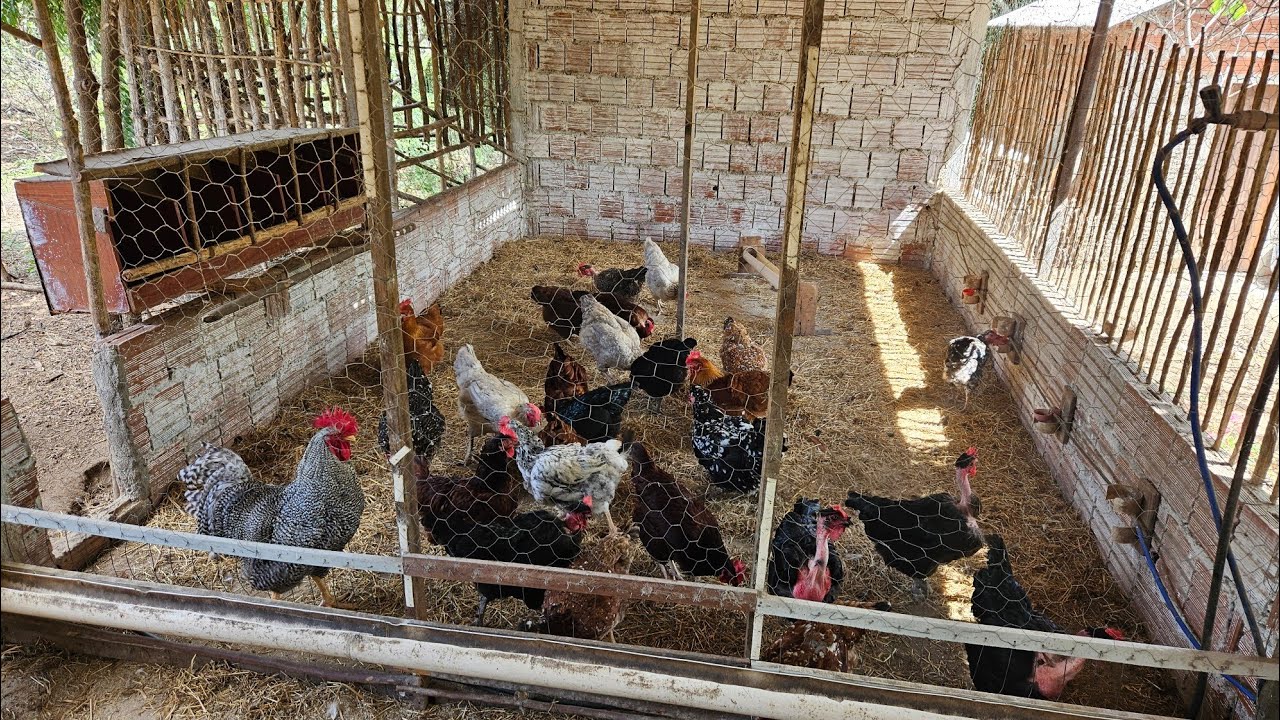 Melhorias na granja