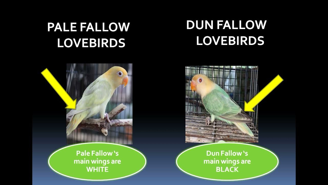 Pale & Dun Fallow Differences (Eng Subtittle) #lovebirdsofinstagram #pf #palefallow #df #lovebirds
