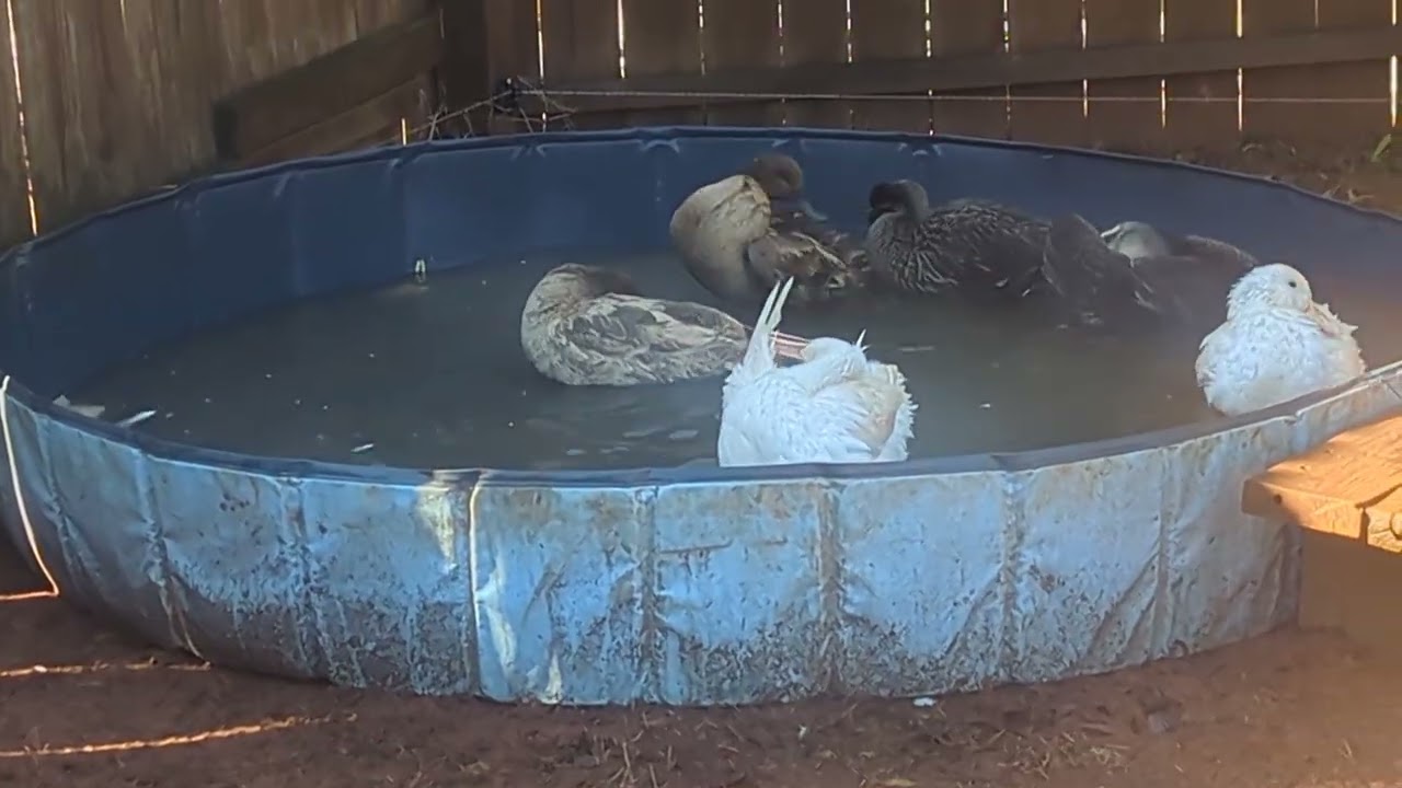Ducks playing in the pool and doing the zoomies
