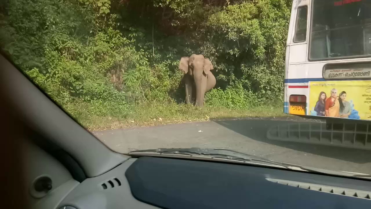Live-Wild Elephant on the Kulamavu-Idukki Road