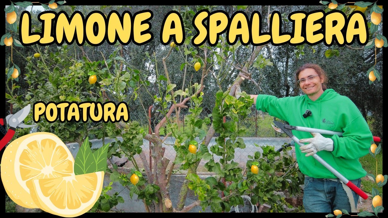 🍋 Come POTARE il LIMONE a SPALLIERA (a parete per spazi ristretti) | GUIDA PRATICA Tutorial potatura