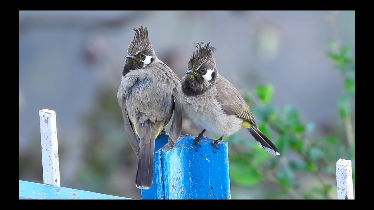 Himalayan Bulbul/ White Cheeked Bulbul