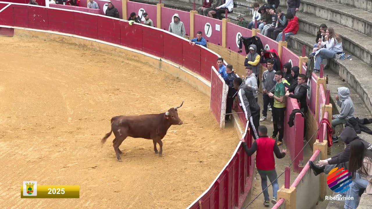 Fiestas de la juventud VACAS en la PLAZA Cintruénigo 2025