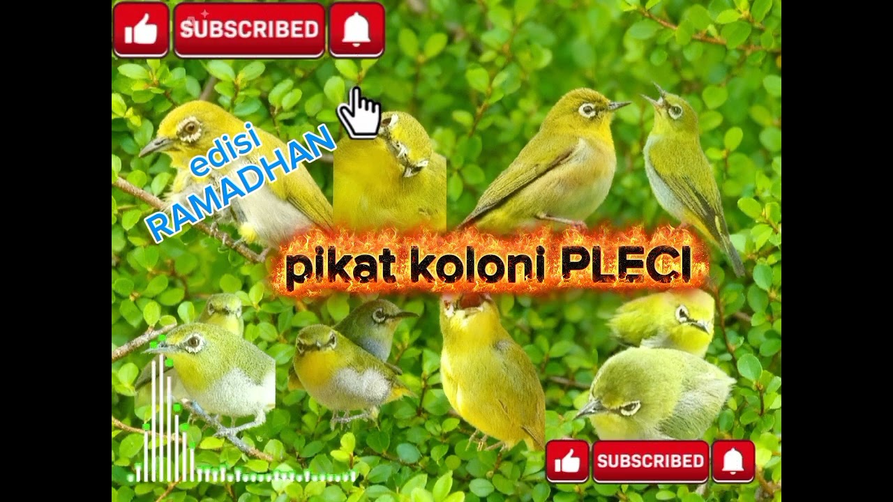Suara pikat, koloni pleci. @subcribe @kicaumanianusantara1332 @KICAU @Sorotan @MohamedRamadan 