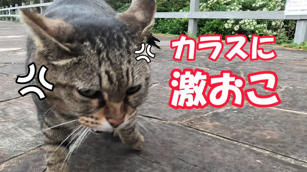 【海岸猫273】カラスのいたずらにマジギレする猫 Cat Angry at Crow
