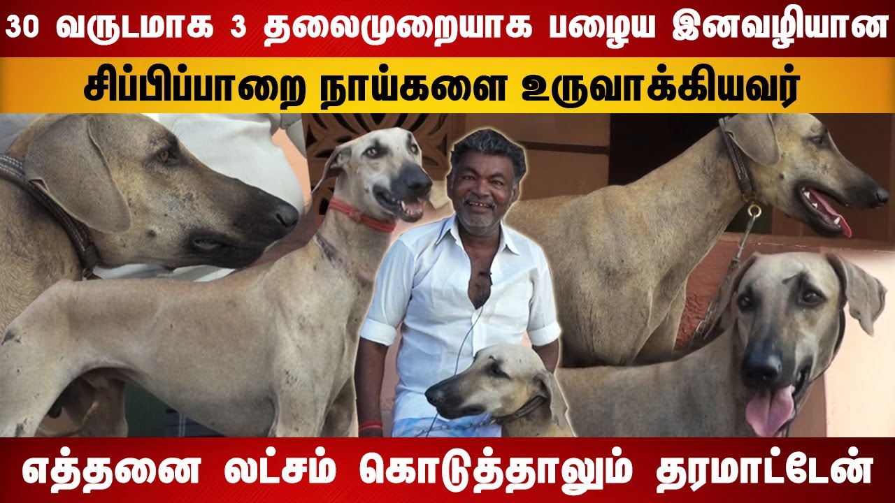 எத்தனை லட்சம் கொடுத்தாலும் எனது நாயை தர மாட்டேன் | 30 வருடங்களாக பழைய இன வழி நாய்களை உருவாக்கியவர்