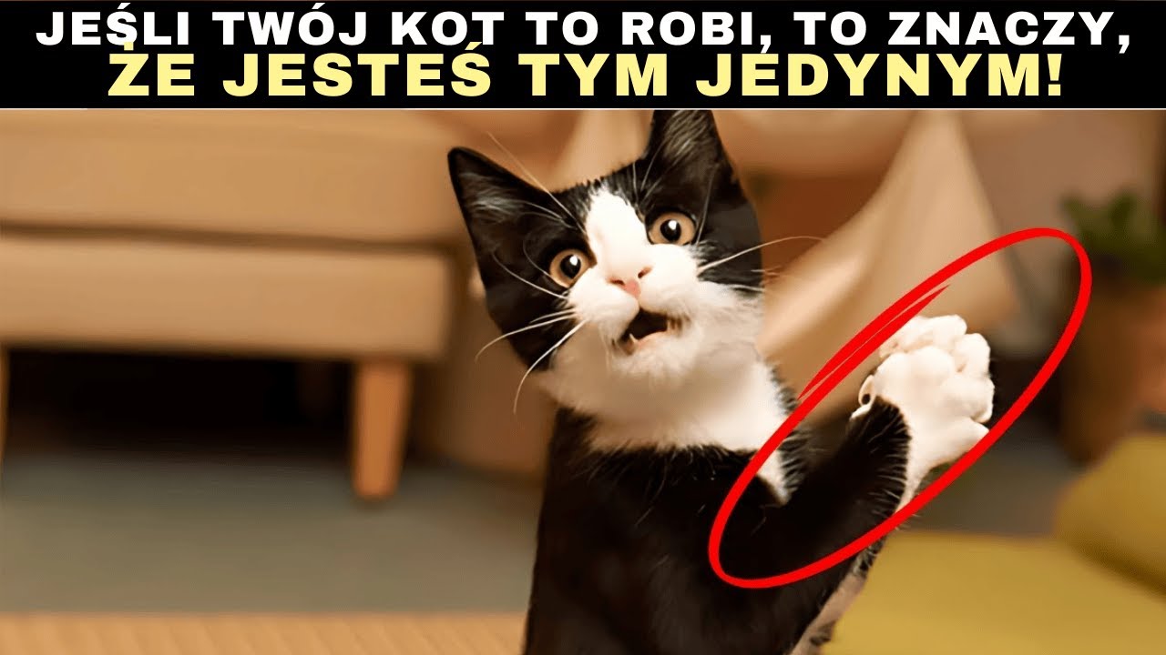 9 wyjątkowych rzeczy, które koty robią tylko dla swojej ulubionej osoby!