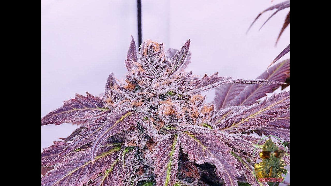 PEANUT BUTTER BREATH F2 PHENO HUNT DAY 70 [HARVEST TIME]