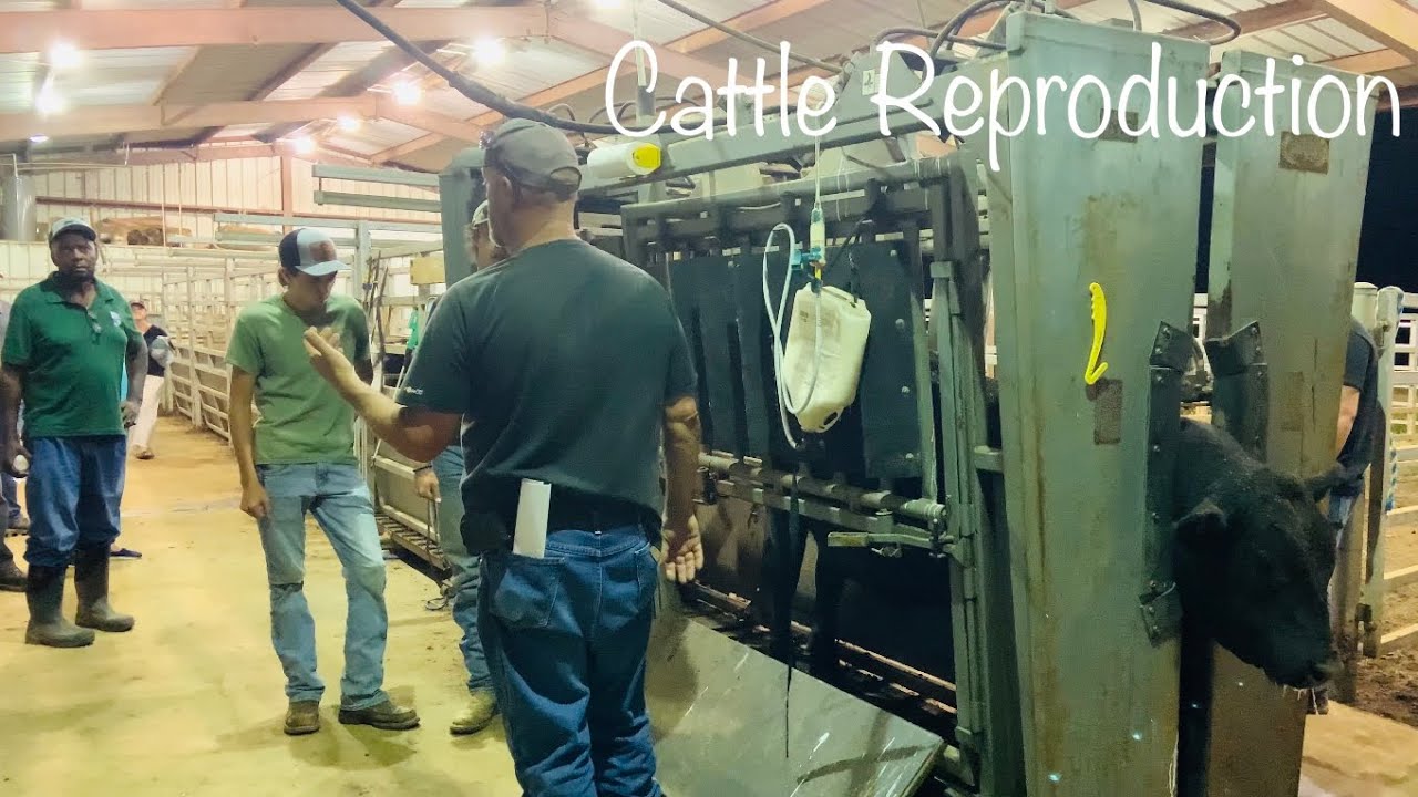 Let&rsquo;s Get These Cows Pregnant | Cow Breeding 🐄🐄🐄