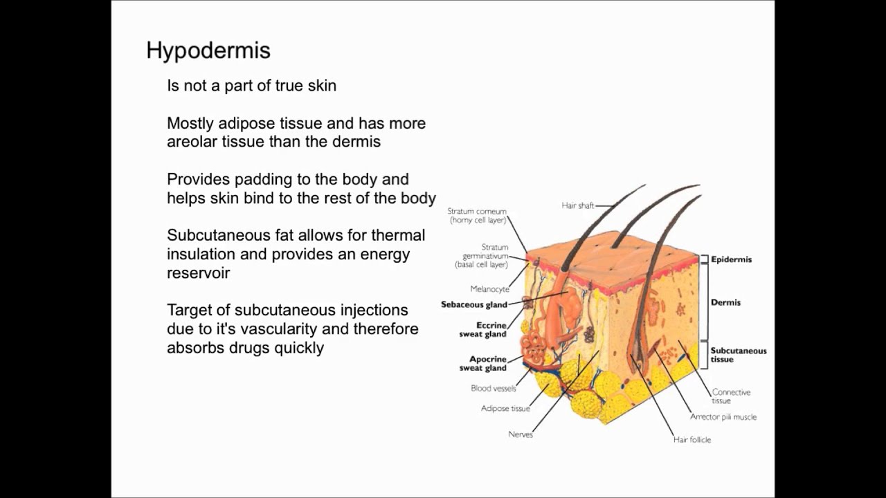 Hypodermis