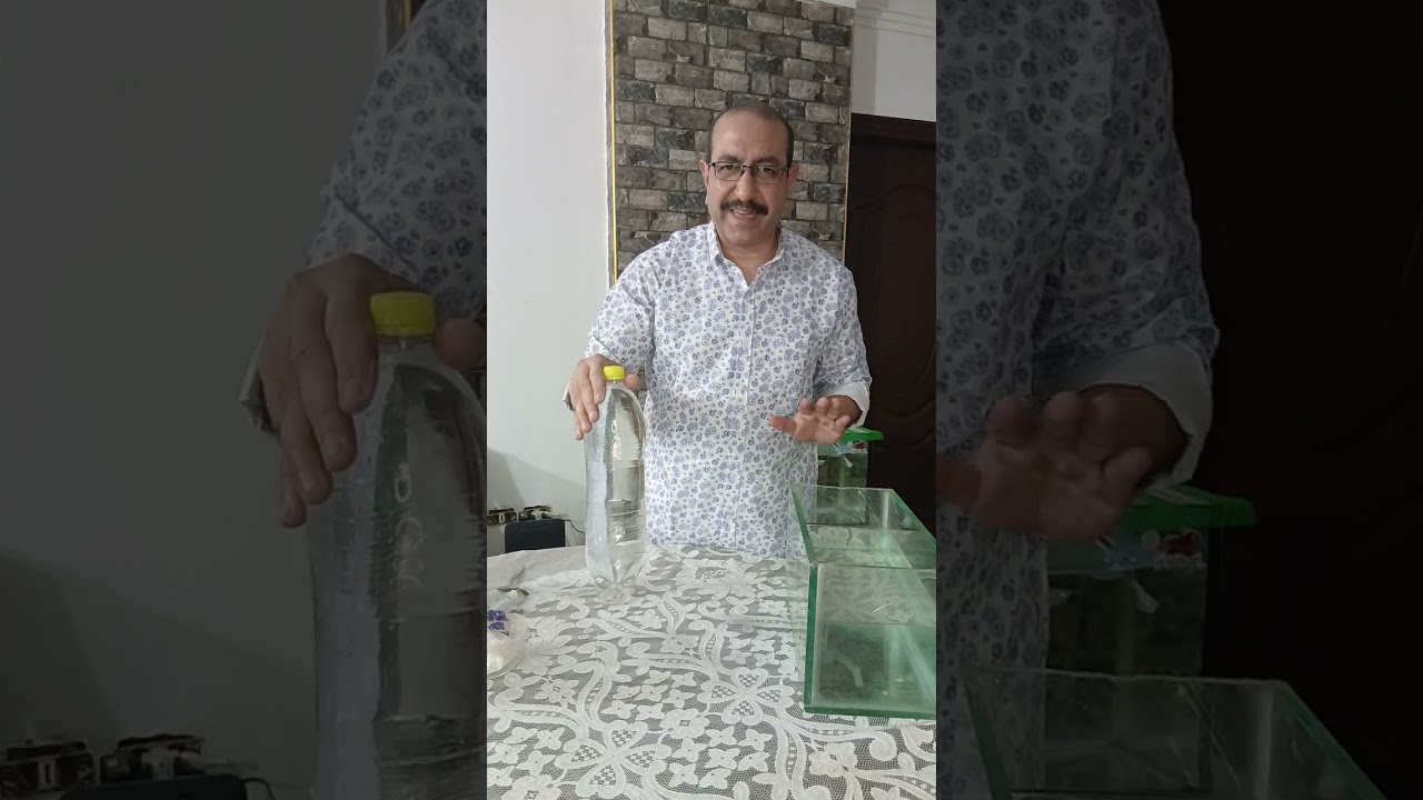 أسرار تفقيس بيض الدافنيا.  #daphnia_magna  #spirulina  #aquarium #Daphnia_Hatching