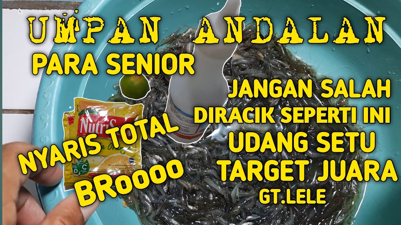 UDANG SAWAH BISA NOTAL !!! Bro CUMAN DI CAMPUR BEGINIAN DOANK