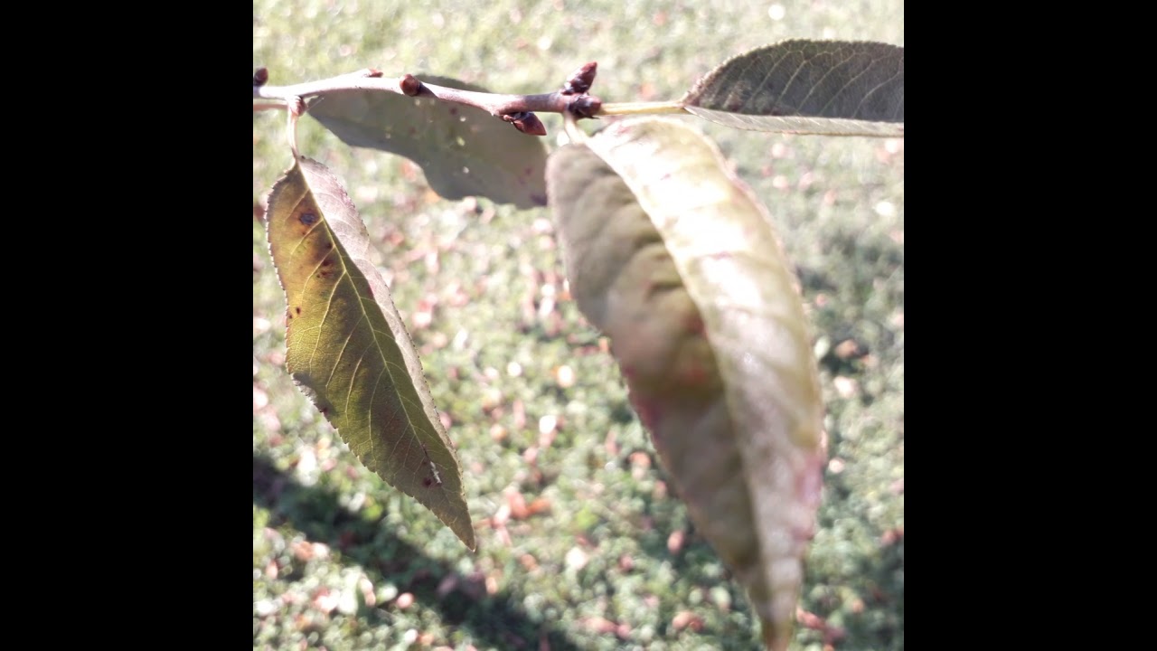 &Iacute;gy k&eacute;pződik a termőgally! -meggyfa metsz&eacute;se 4.