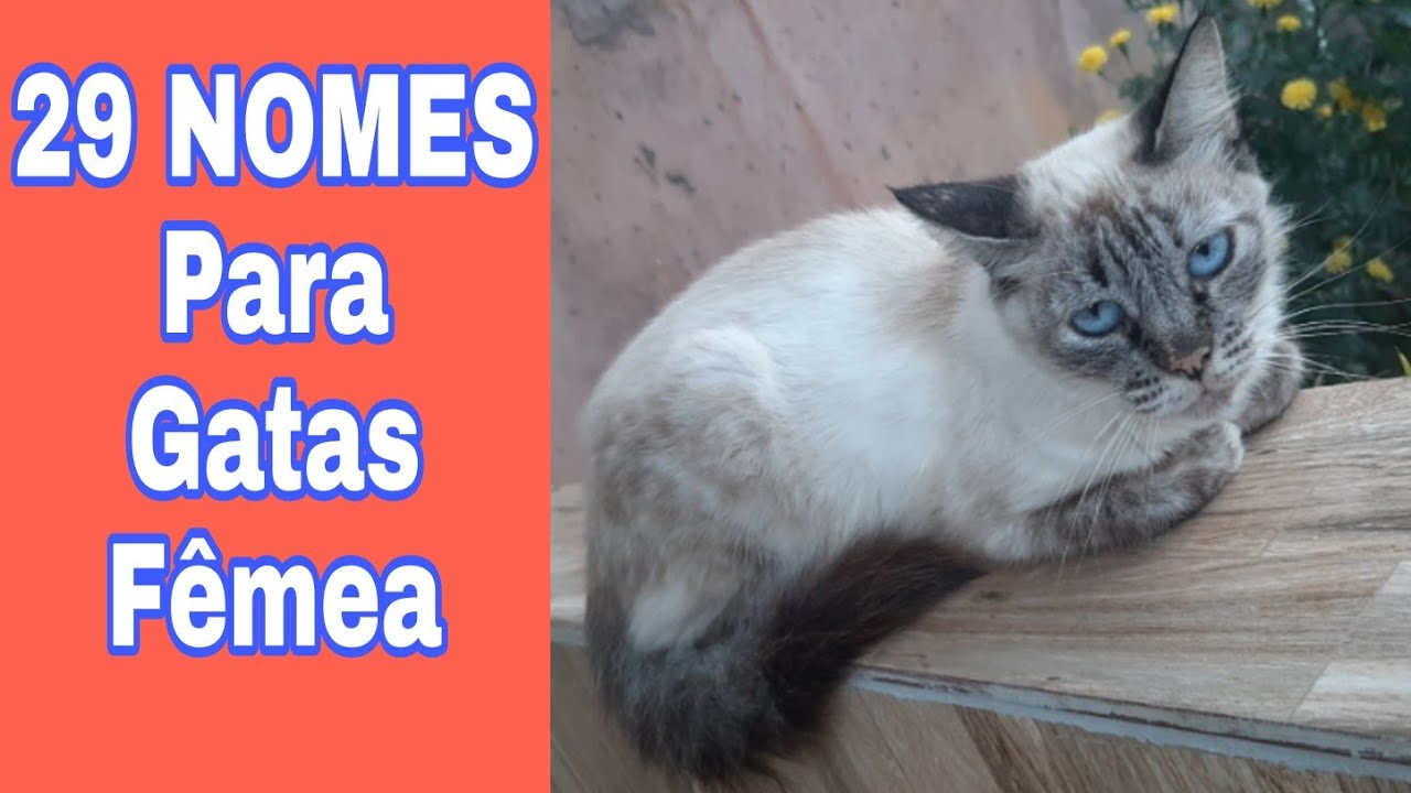 29 sugestões de nomes PARA GATAS FÊMEA