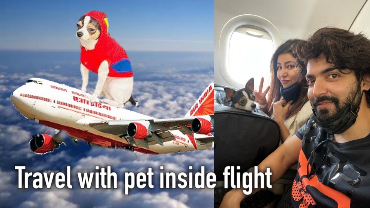 Travelling with PET inside the flight by AIR INDIA | HINDI | Debina Decodes |