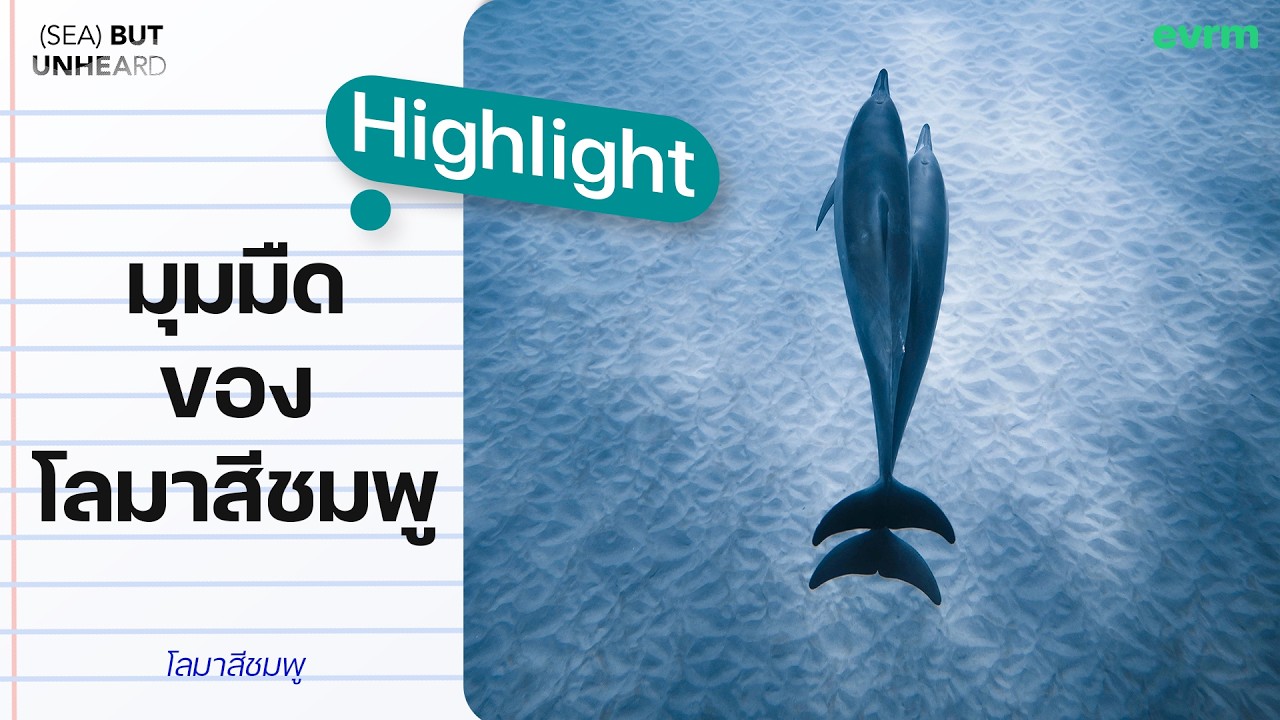 มุมมืดของโลมาสีชมพู เมื่อโลมาตัวผู้พยายามกดลูกให้จมน้ำ I Highlight Sea but Unheard Podcast