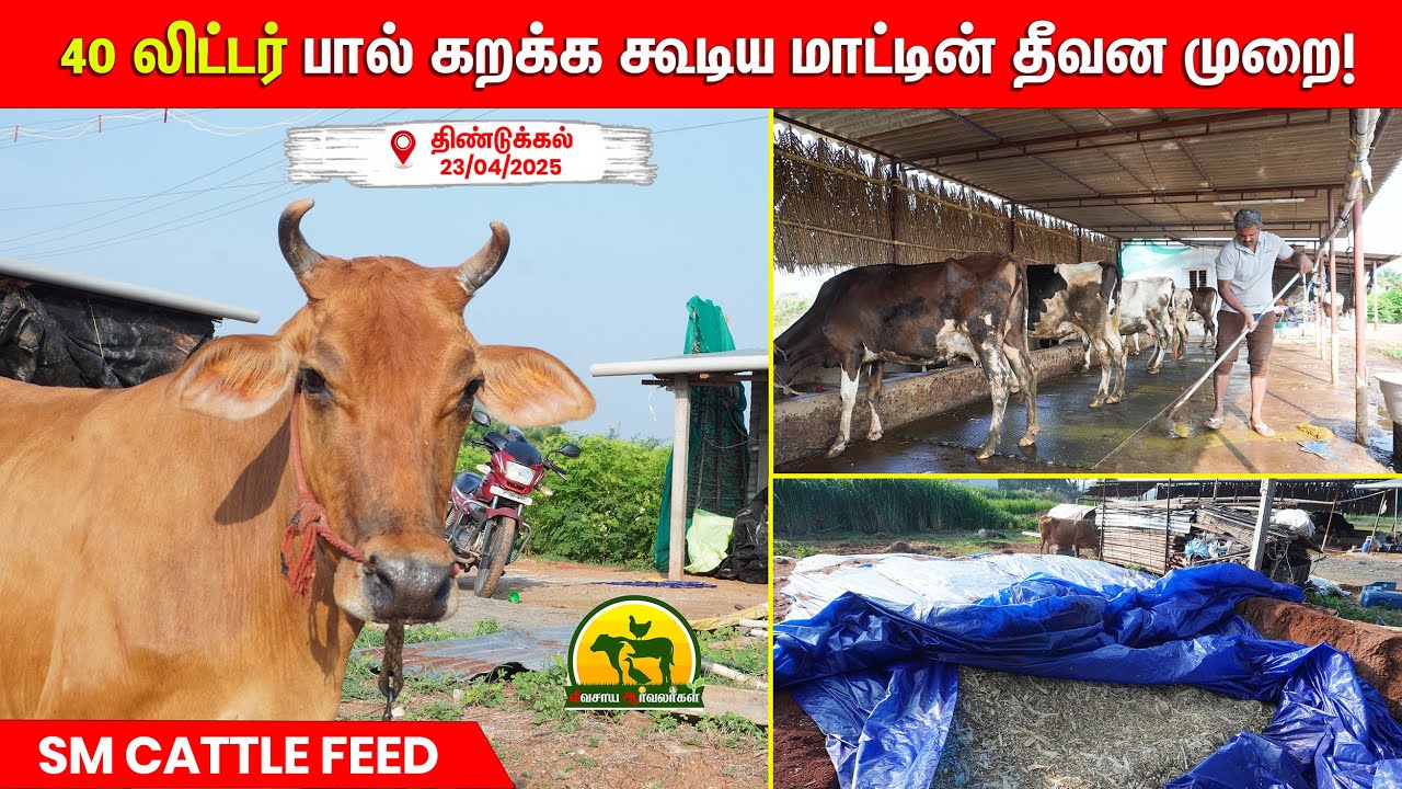 இந்த மாதிரி தீவன முறை கொடுத்தால் உங்க மாடும் 40 லிட்டர் பால் கறக்கும்! #vivasayaarvalargal