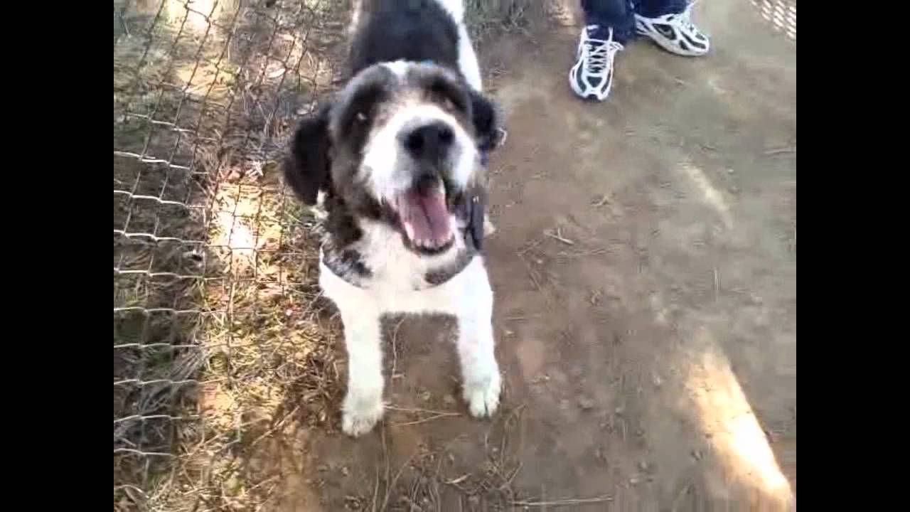 PERROS EN ADOPCIÓN - MODEPRAN PATERNA (VALENCIA) ZARA, VILLA, PUZZLE, TOMY Y TUINGA 10-05-12.wmv